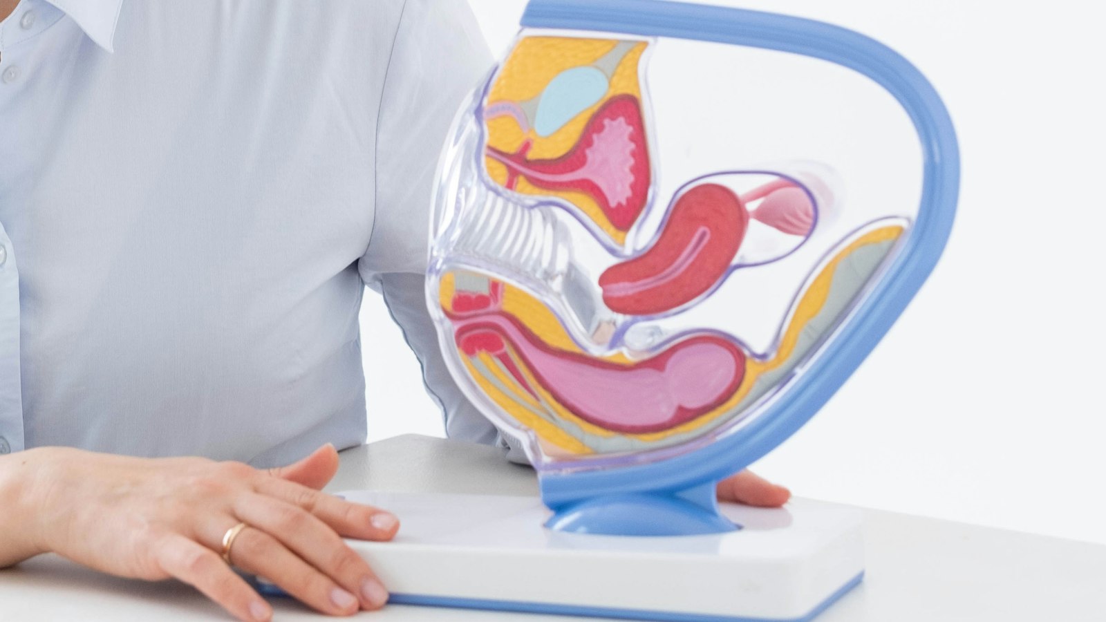 Ginekolog qabulida ayol chanoq a'zolarining anatomik modeli